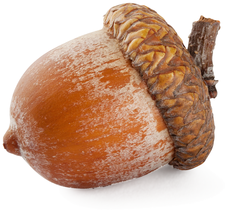 Nut Simulator logo